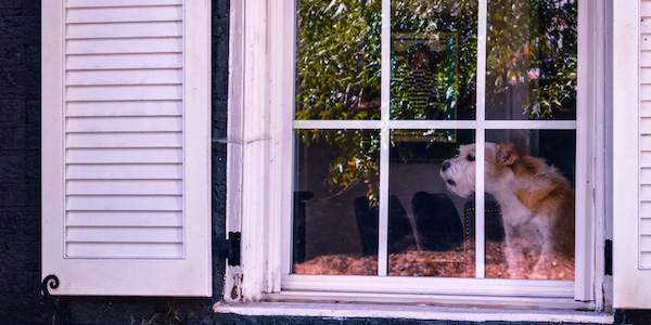 Alert Barking: The Dog Equivalent to Get Off My Lawn! | Preventive Vet